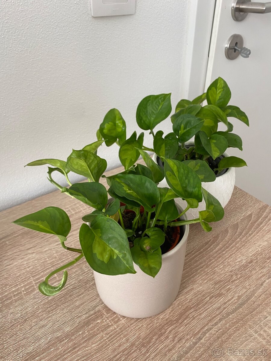 Izbová rastlina - 4