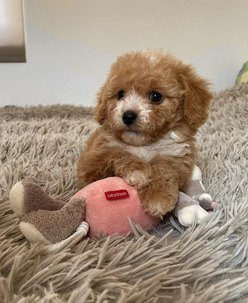 Red and white mini Maltipoo girl - 4