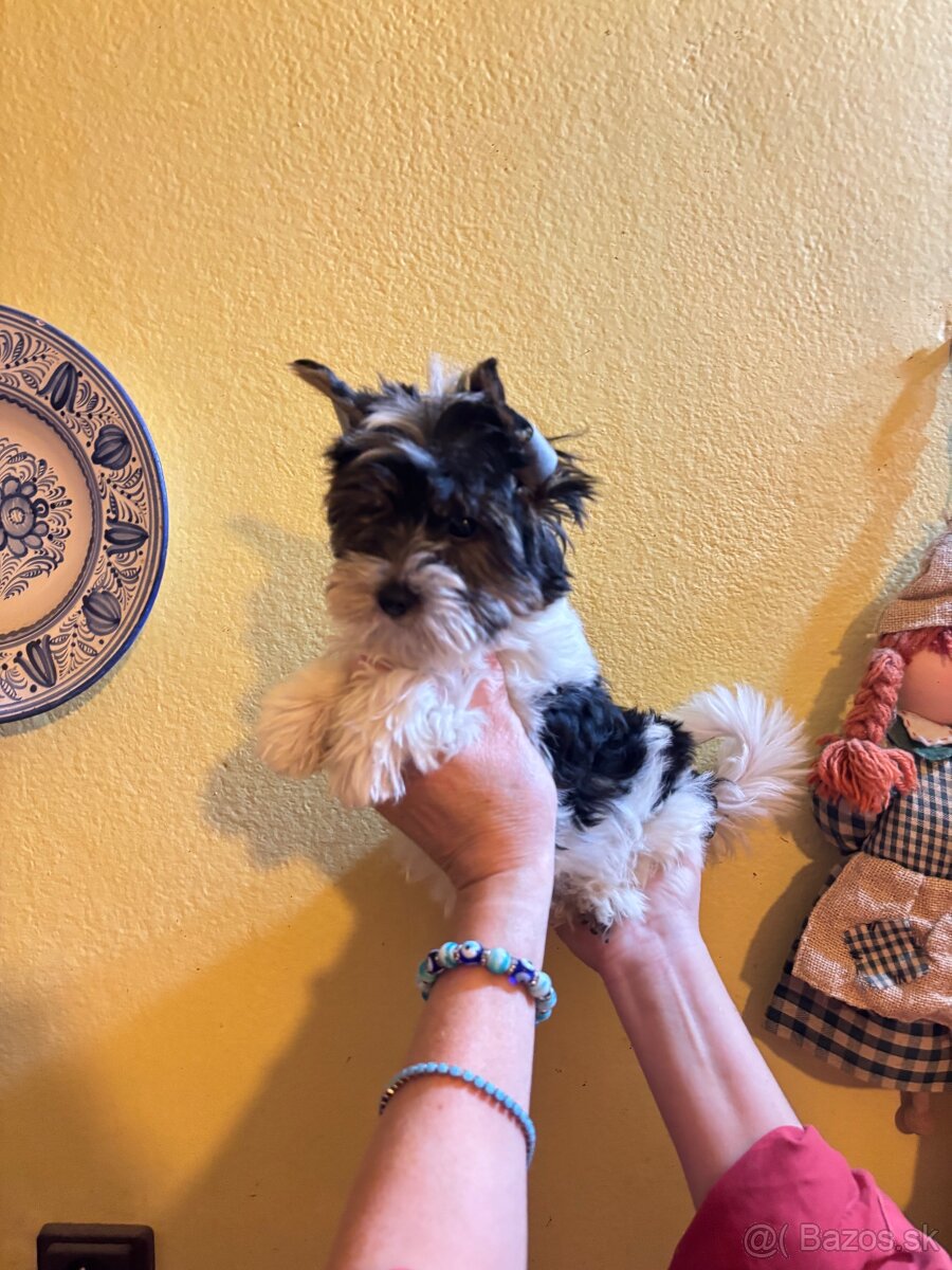 Yorkshirsky terier, yorkshirsky terier mini, biewer - 4