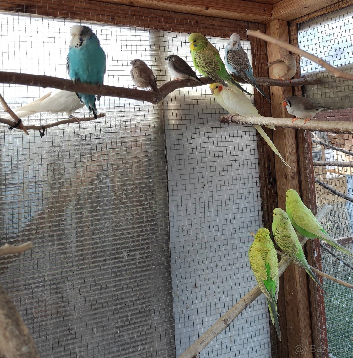 Predám mladé andulky - 4