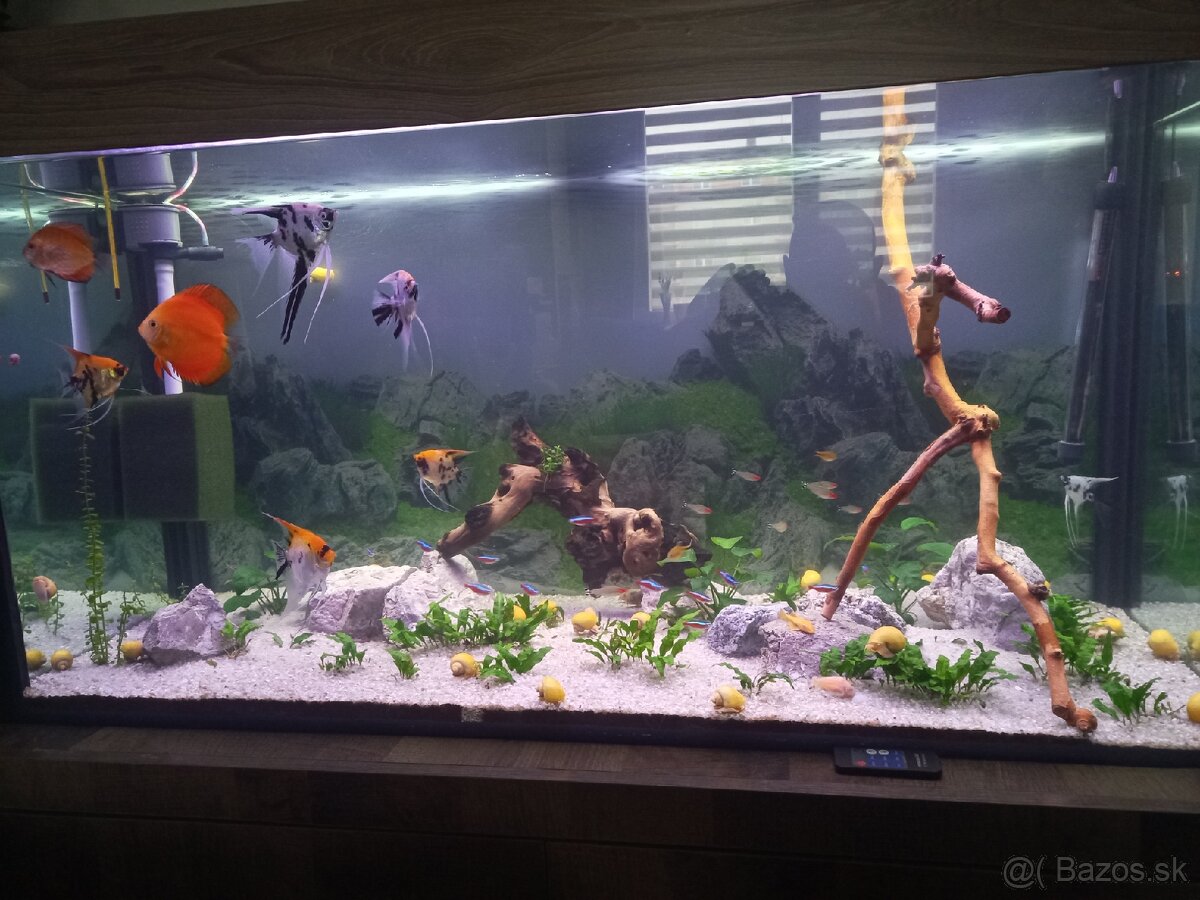 Akvárium - 4
