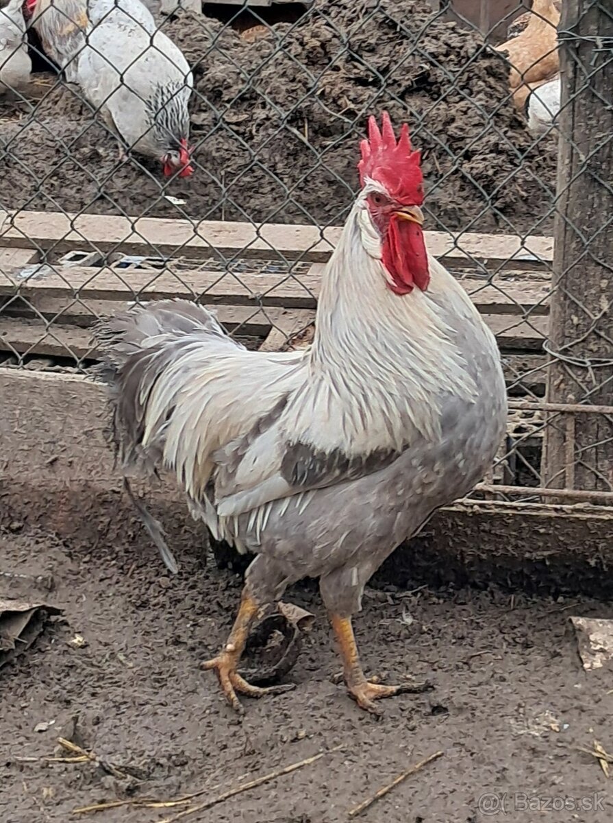 Vlaska perlovoseda - 4