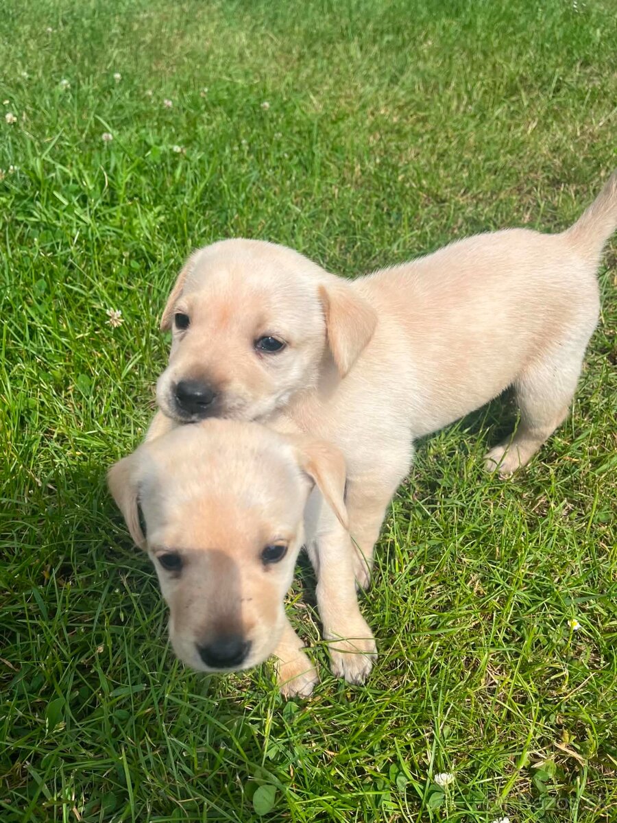 Šteniatko labrador - 4