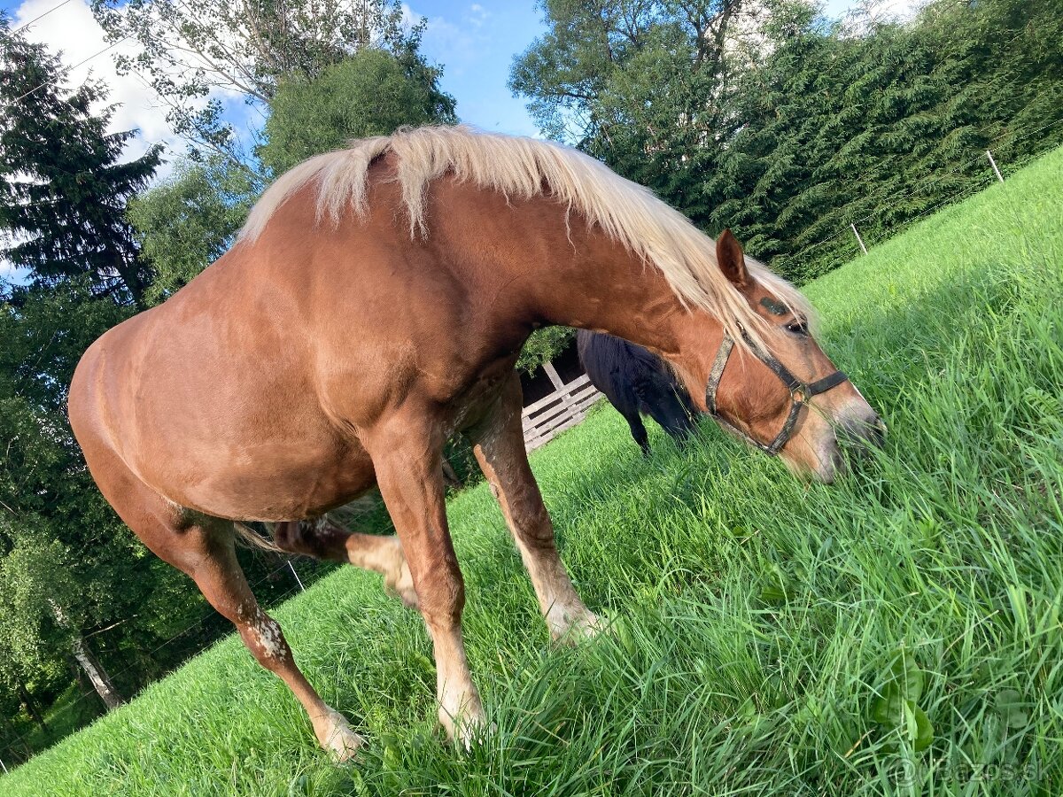Haflinger a poník na predaj - 4