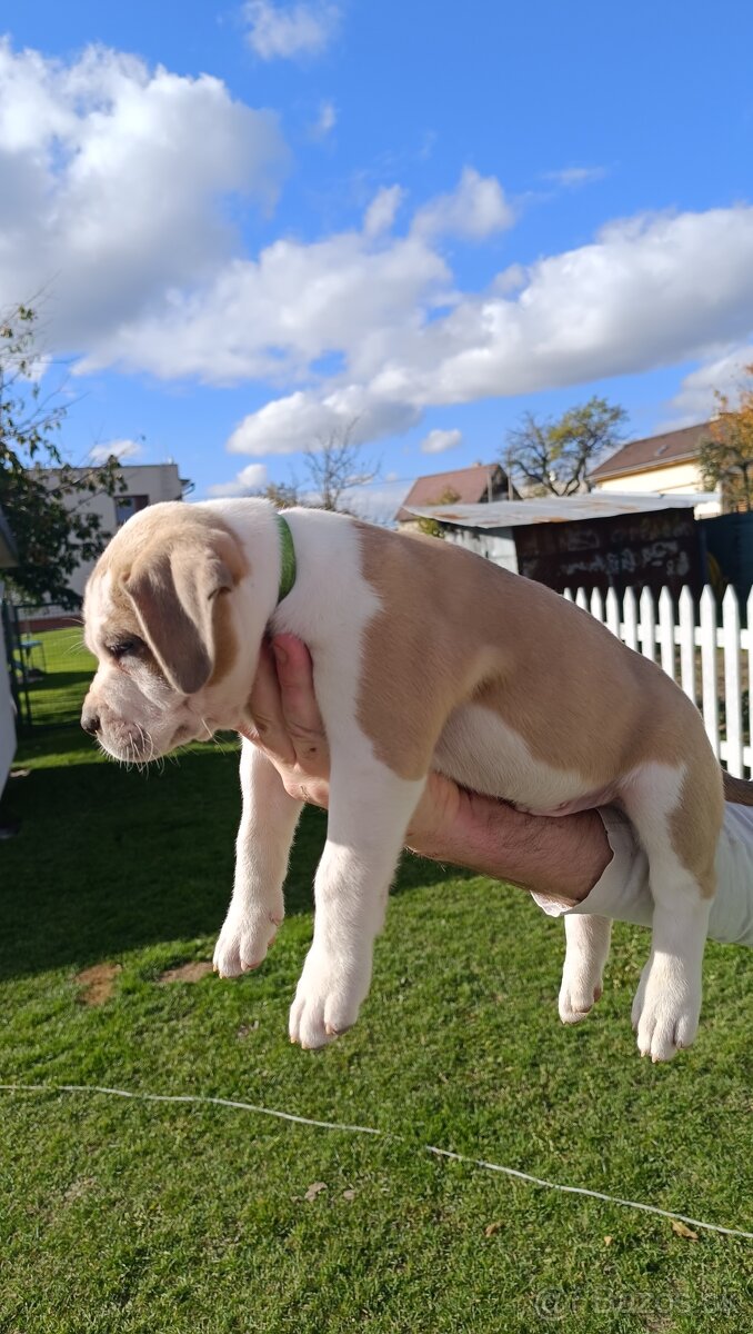 American Bully XL - 4