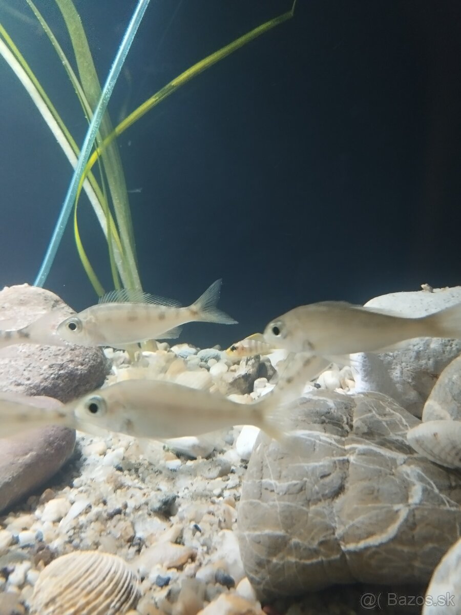 cichlida africká - 4