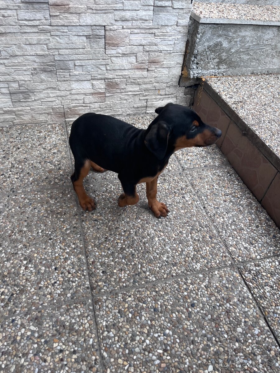 Predám šteniatko Dobermana - 4