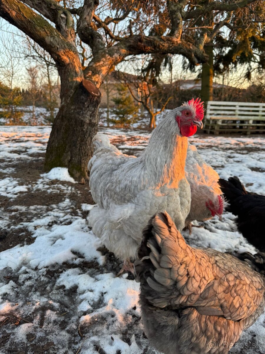 Orpington Levander - 4