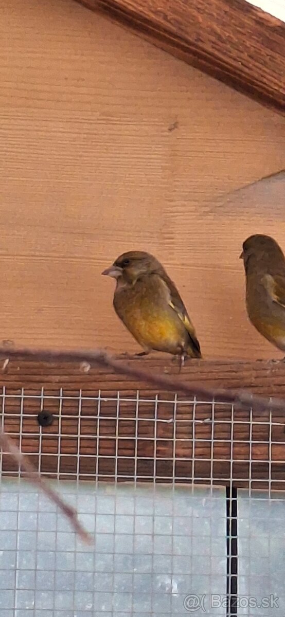 Stehlik zelený (zelienka) - 4