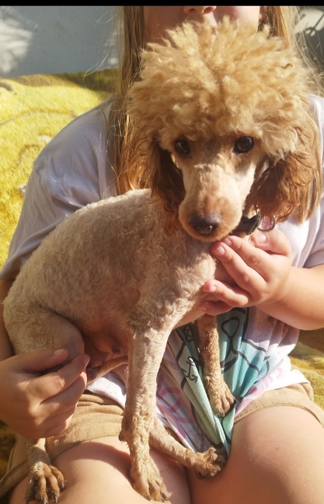 Pudel trpaslíci. - 4