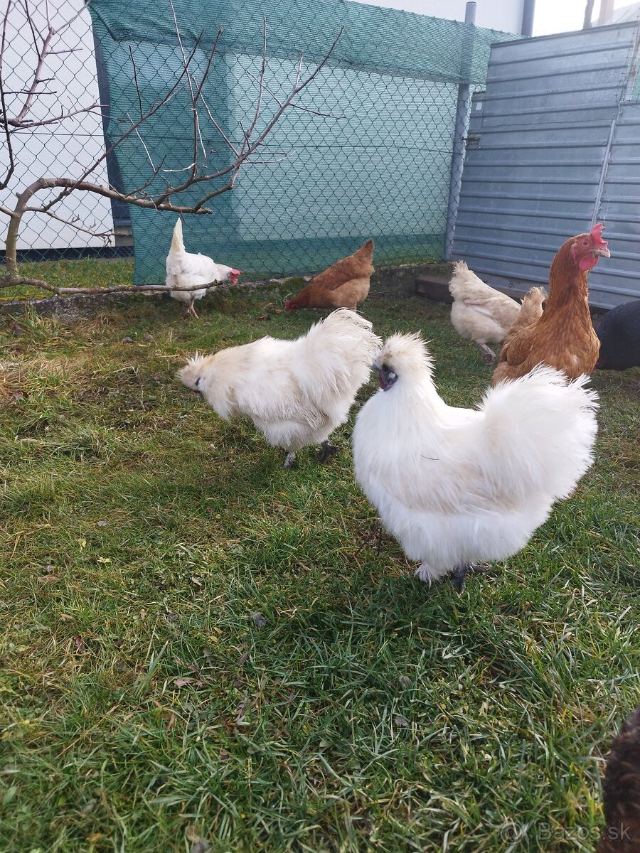 Predám bielych kohútov hodvábničky - 4