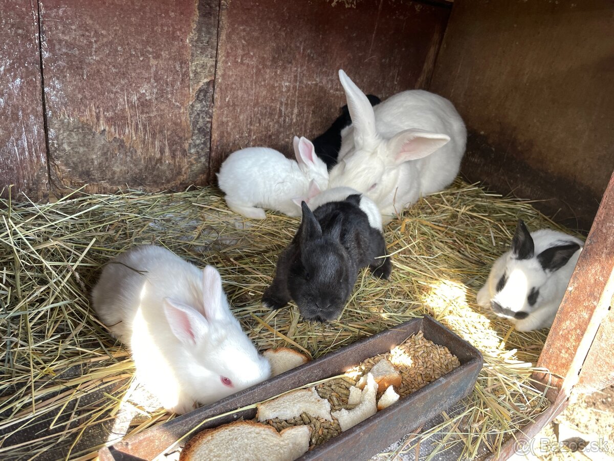Samica králika s mladými - 4