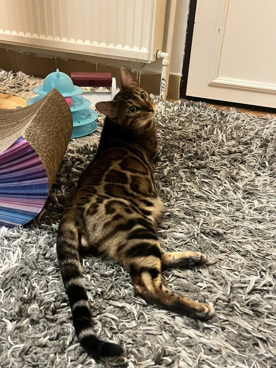 Bengalska macka - 4