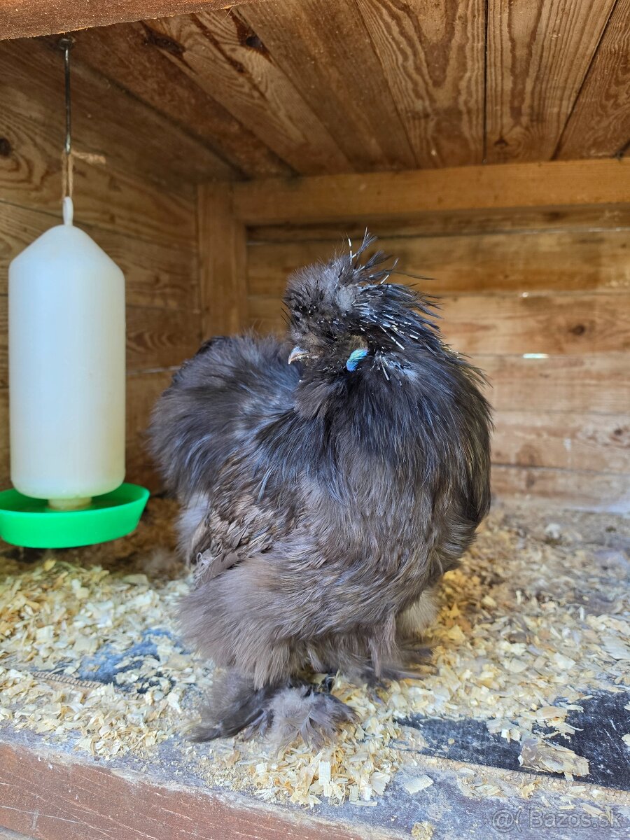 Hodvábničky USA - kohútik - 4