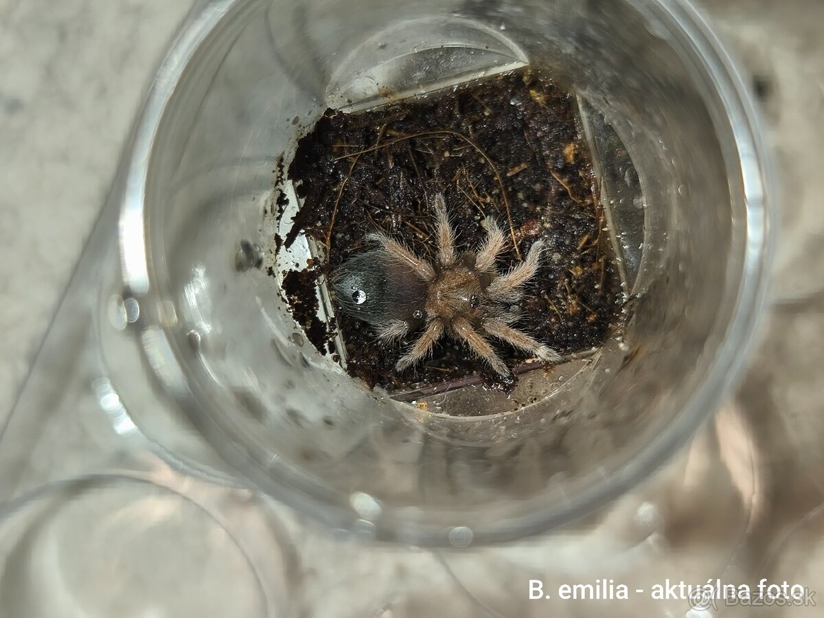 Vtáčkare, tarantuly, pavúky - 4