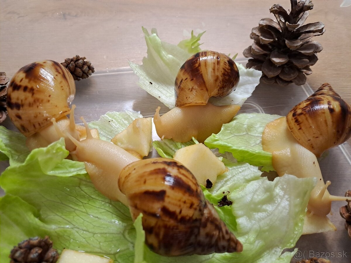 Africký slimáci Lissachatina reticulata albinobody - 4