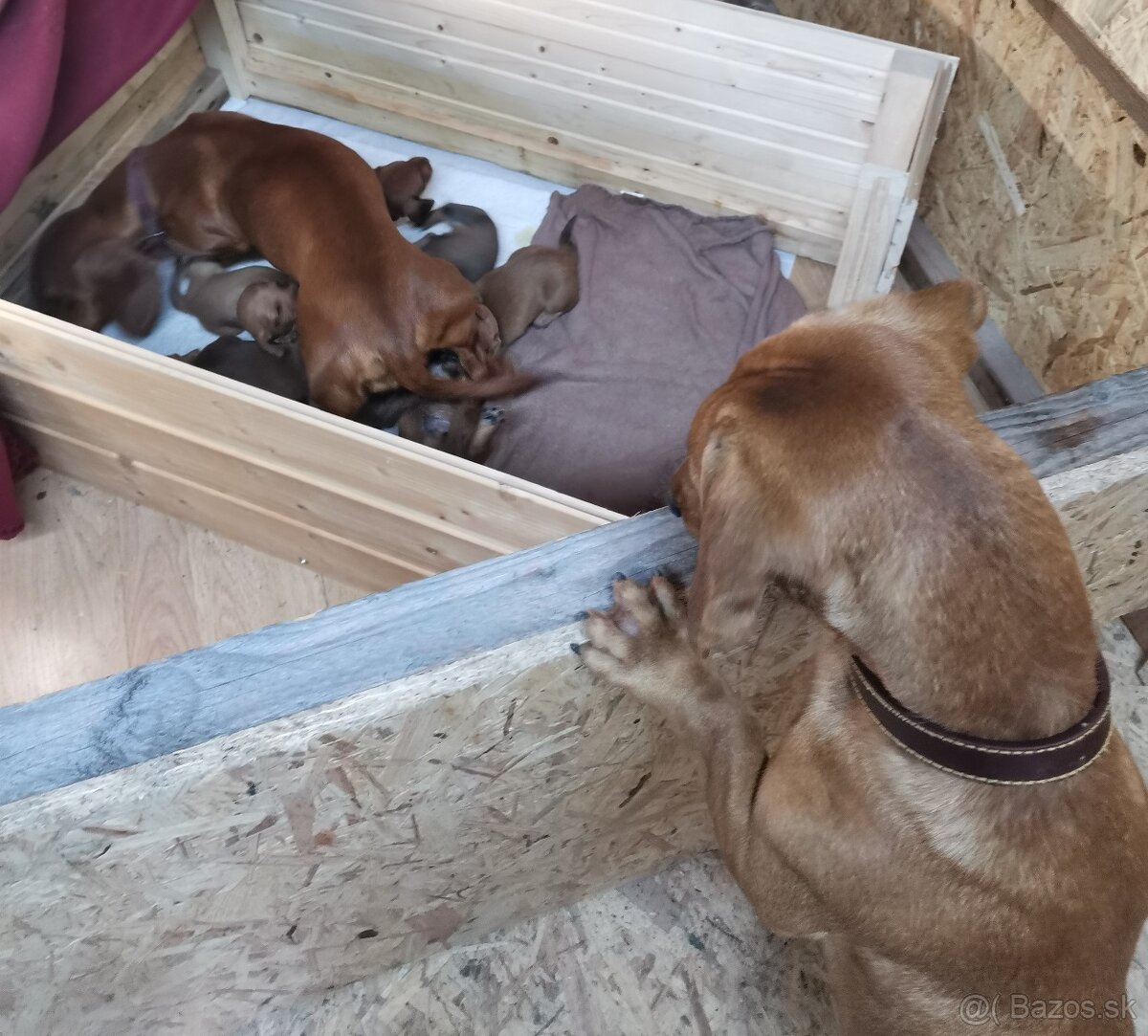 Jazvečík štandard šteniatka - 4