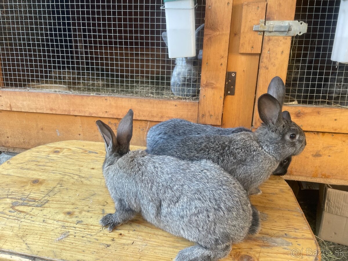 Predám VSS+Hyla - 4