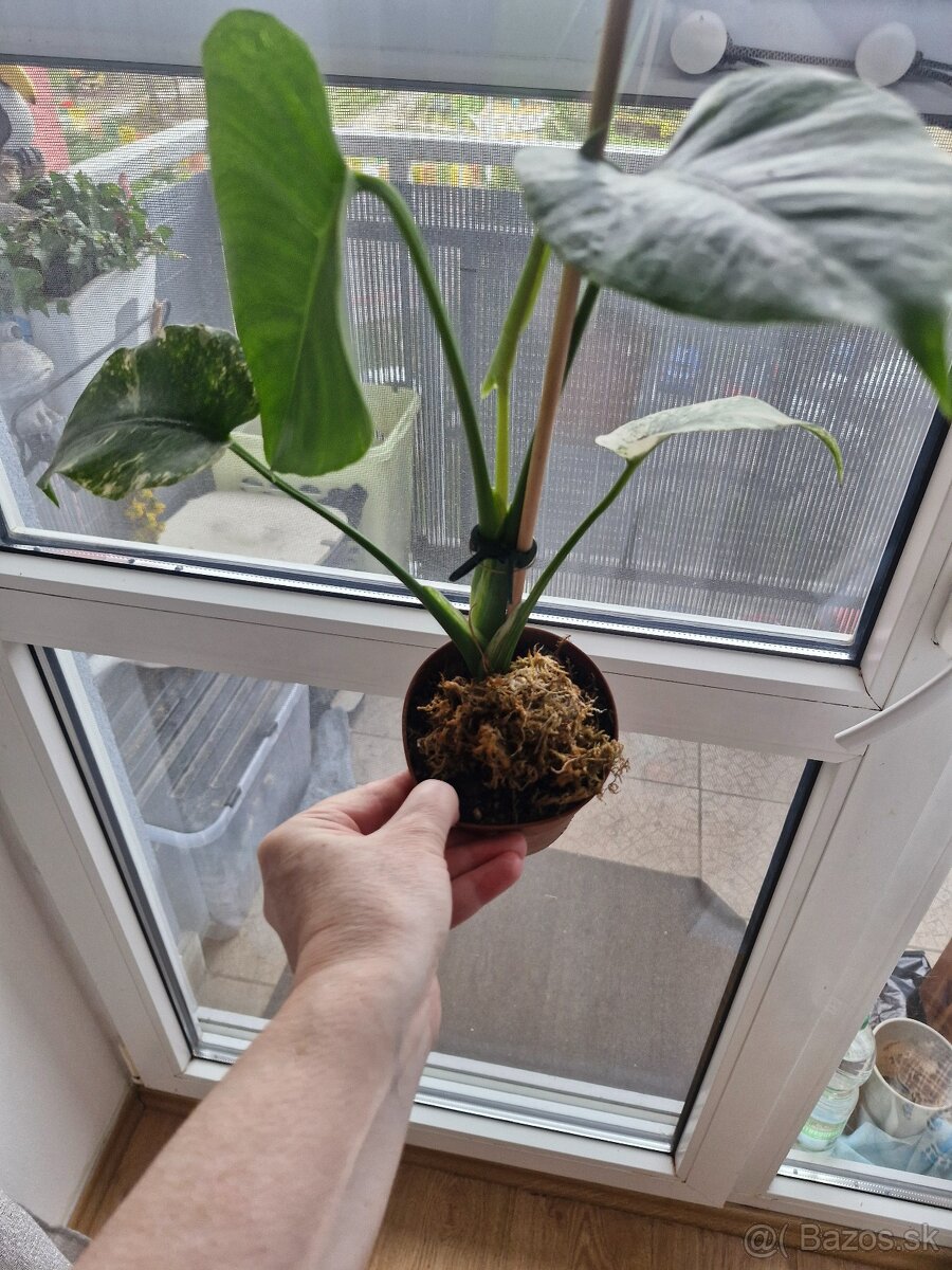 Monstera Albo,monstera white monster - 4