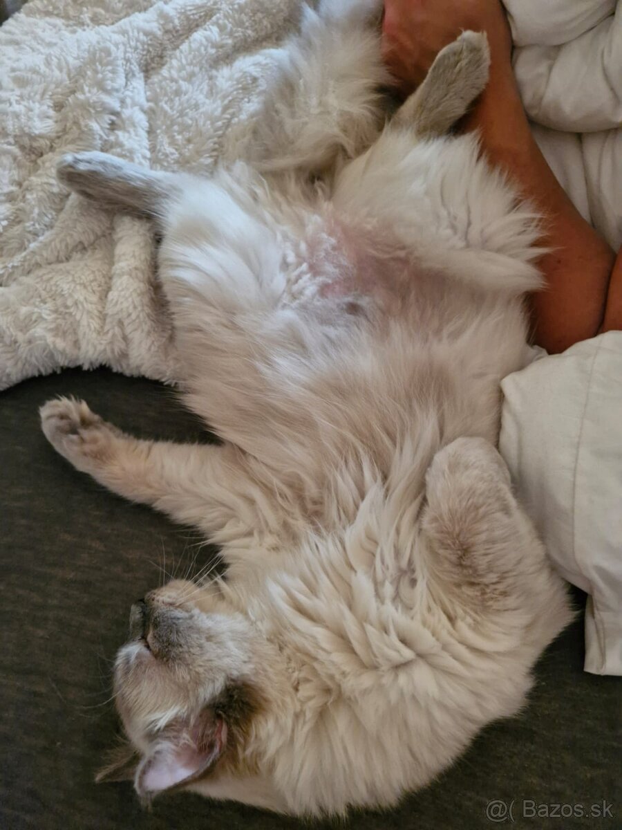 Ragdoll kocúr - 4