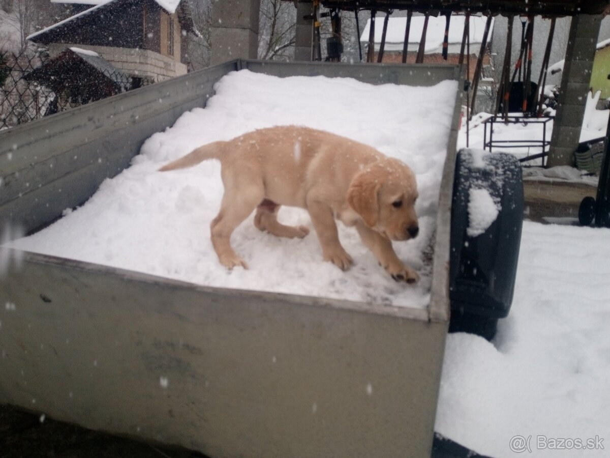 Labrador retriever - 4