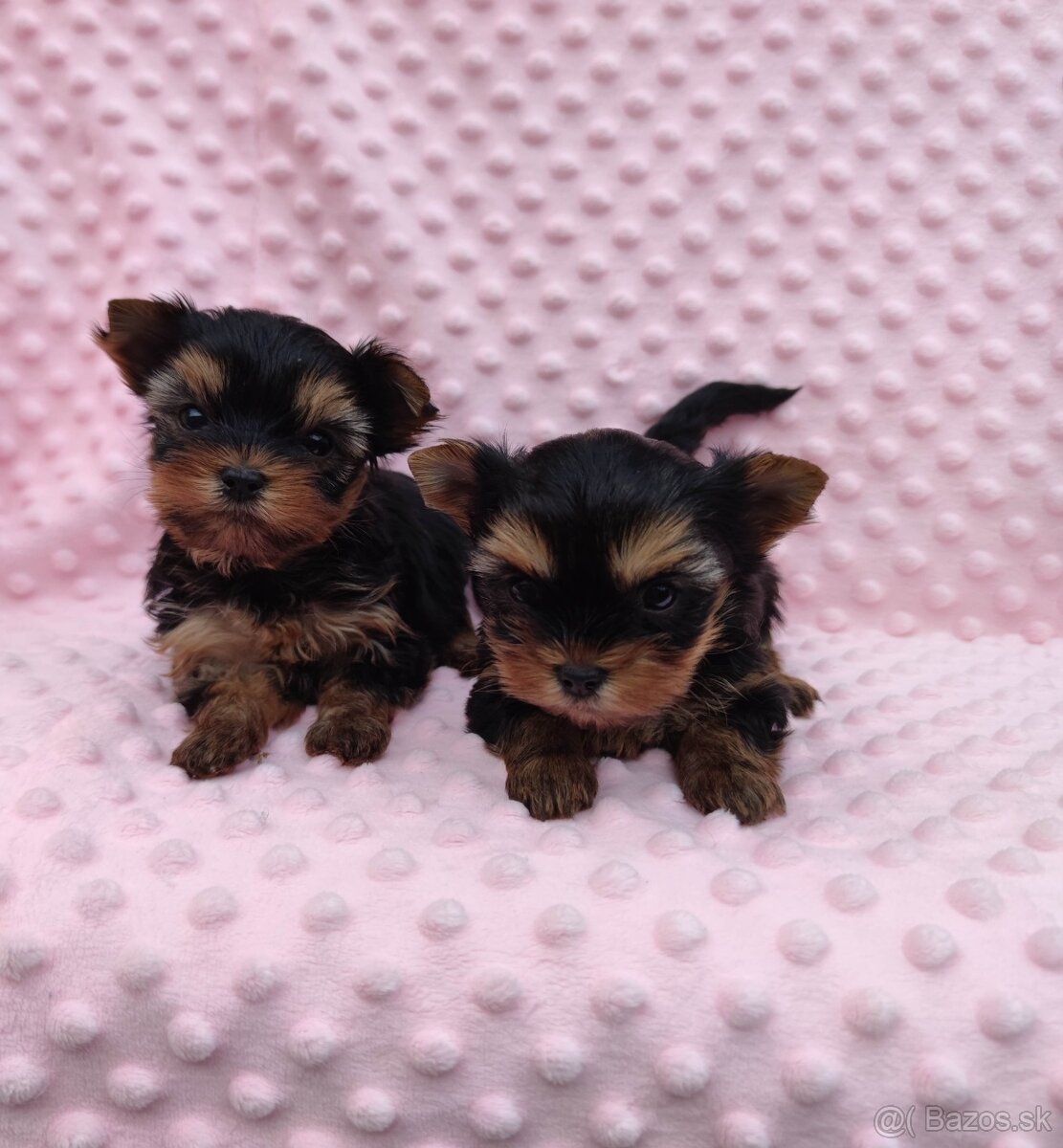 Yorkshire terrier - 4