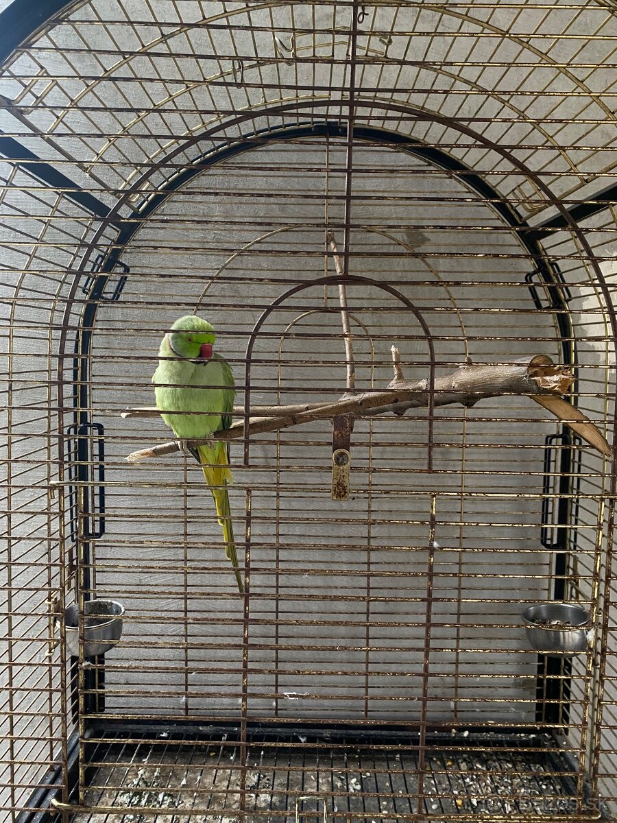 Alexander malý Samec (rozprávajúci) + klietka - 4