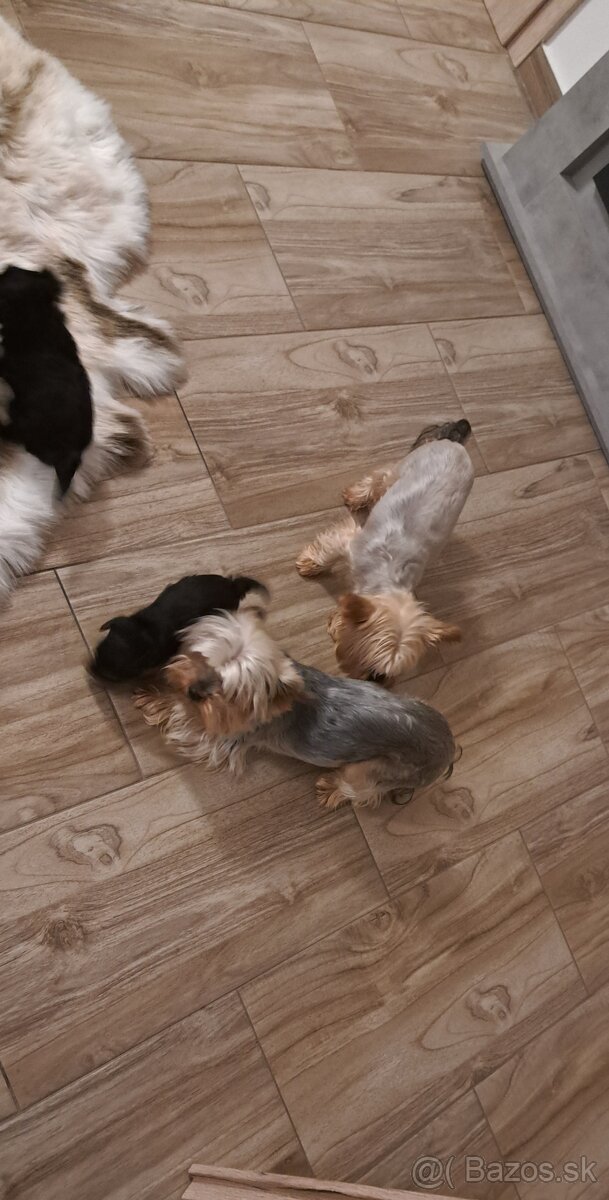 Yorkshirsky terier - 4