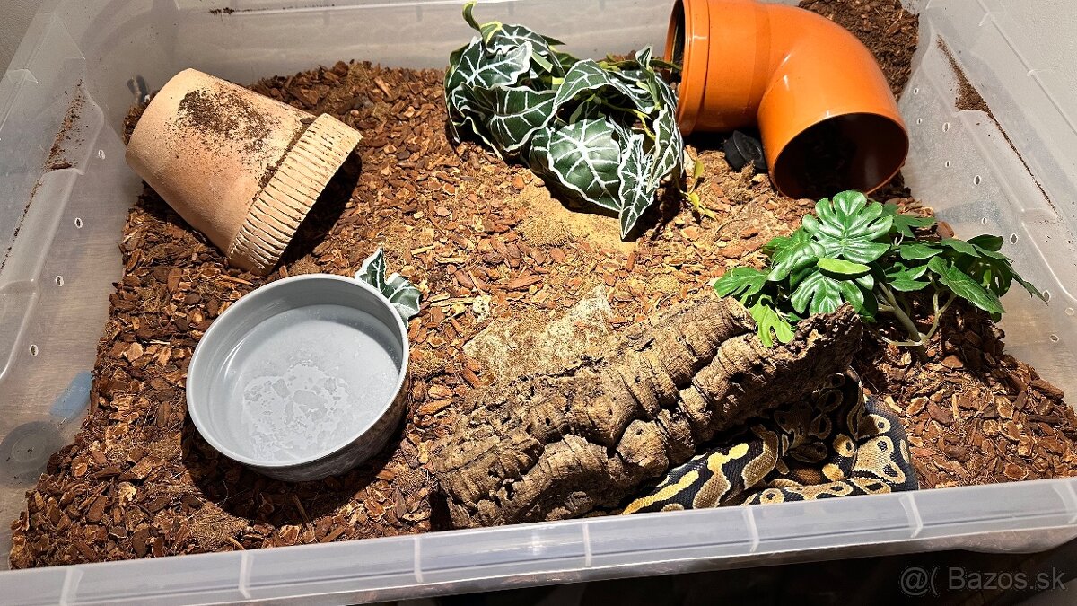 Python kráľovsky - 4