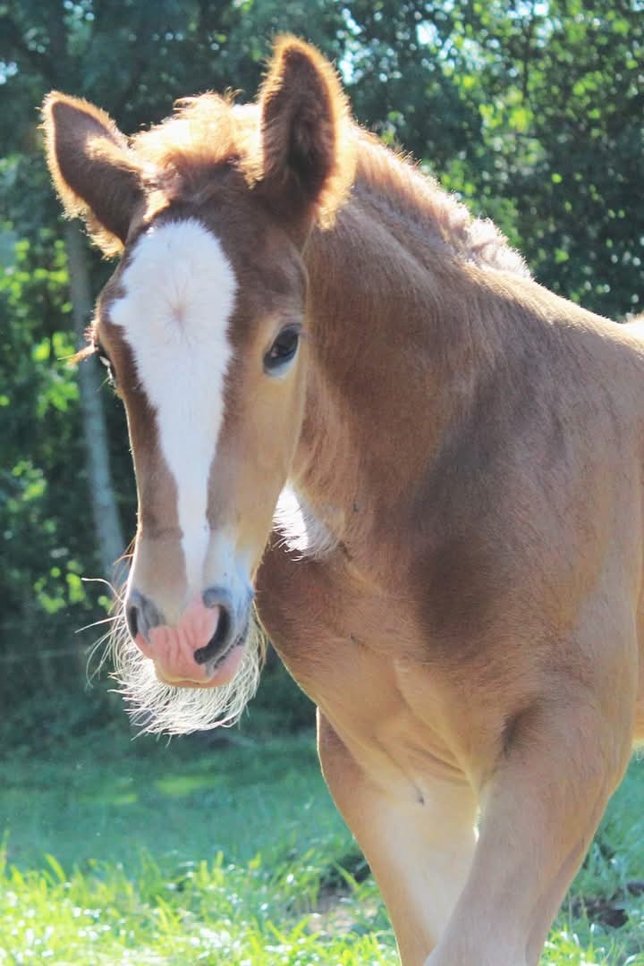 Drum horse hřebec - 4