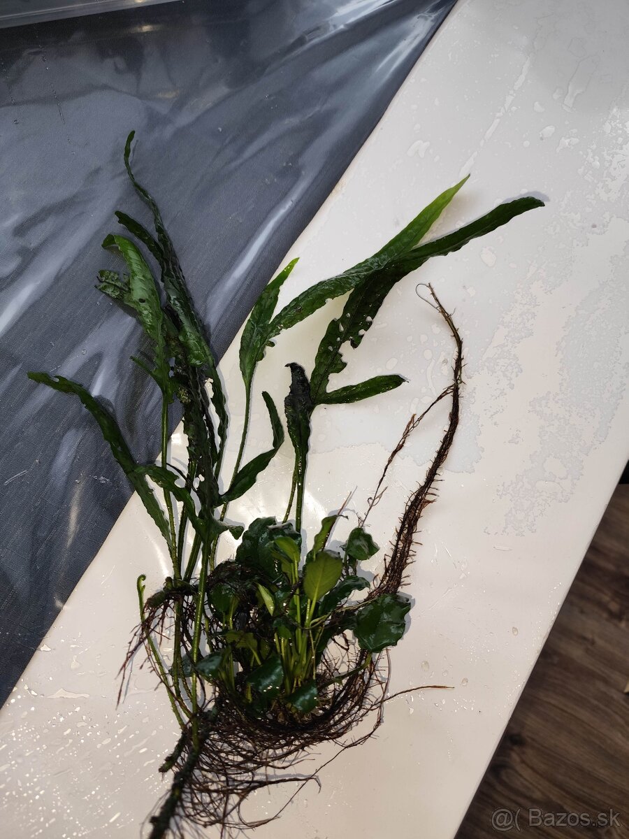 Akvarijné rastliny - 4