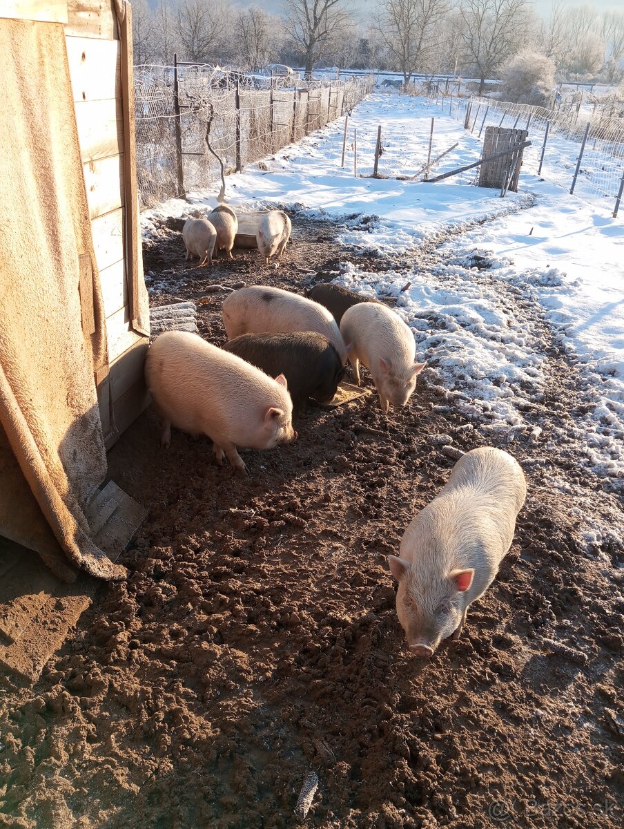 Vietnamske bio prasata - 4