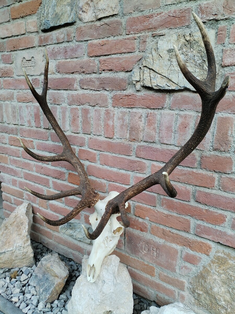 Trofej jeleňa - 4