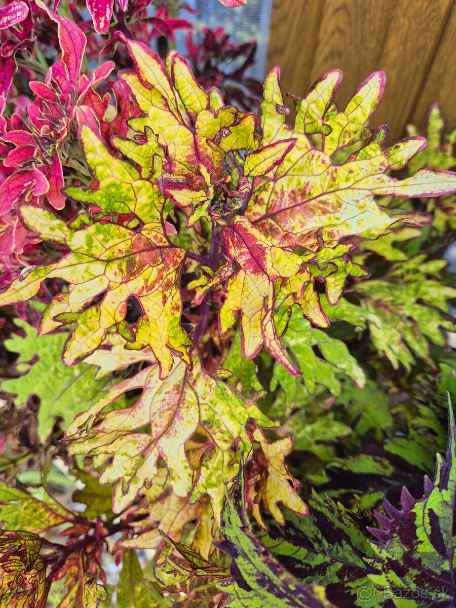 Koleus - africká žihľava (Coleus), semena, řízky - 4