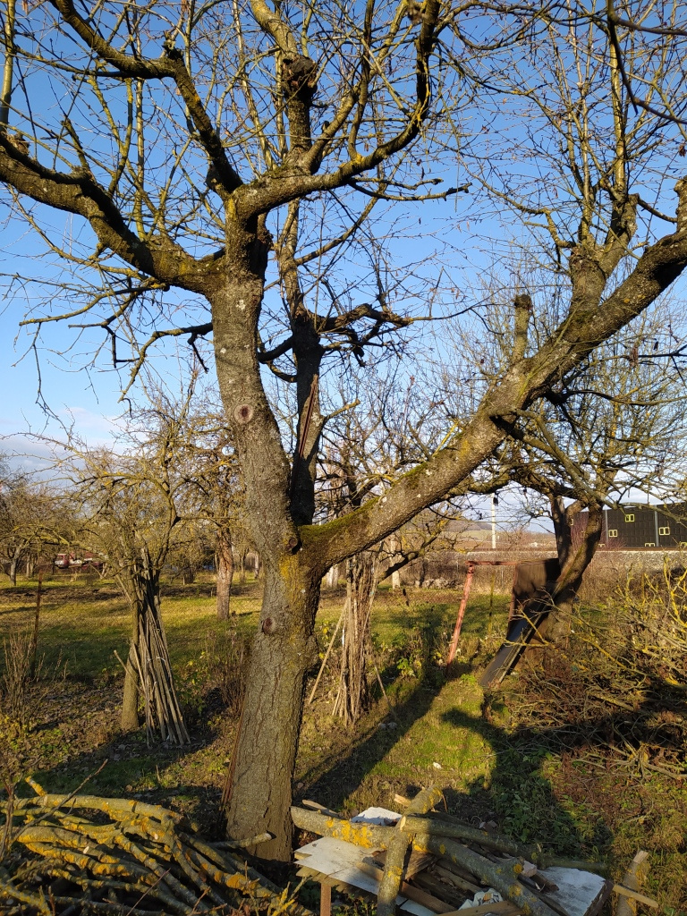 Čerešňové drevo - 4