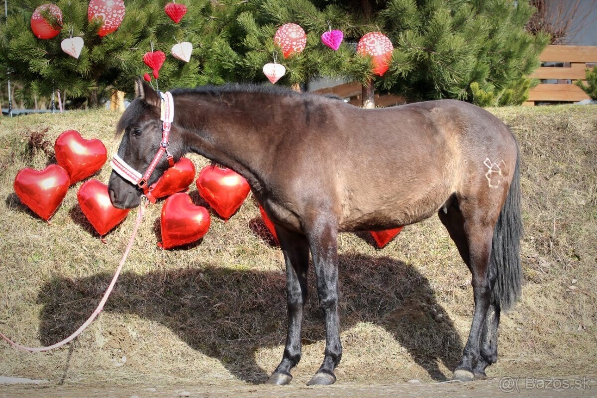 Čierny andalúzsky PRE v Poľsku, valach - 4