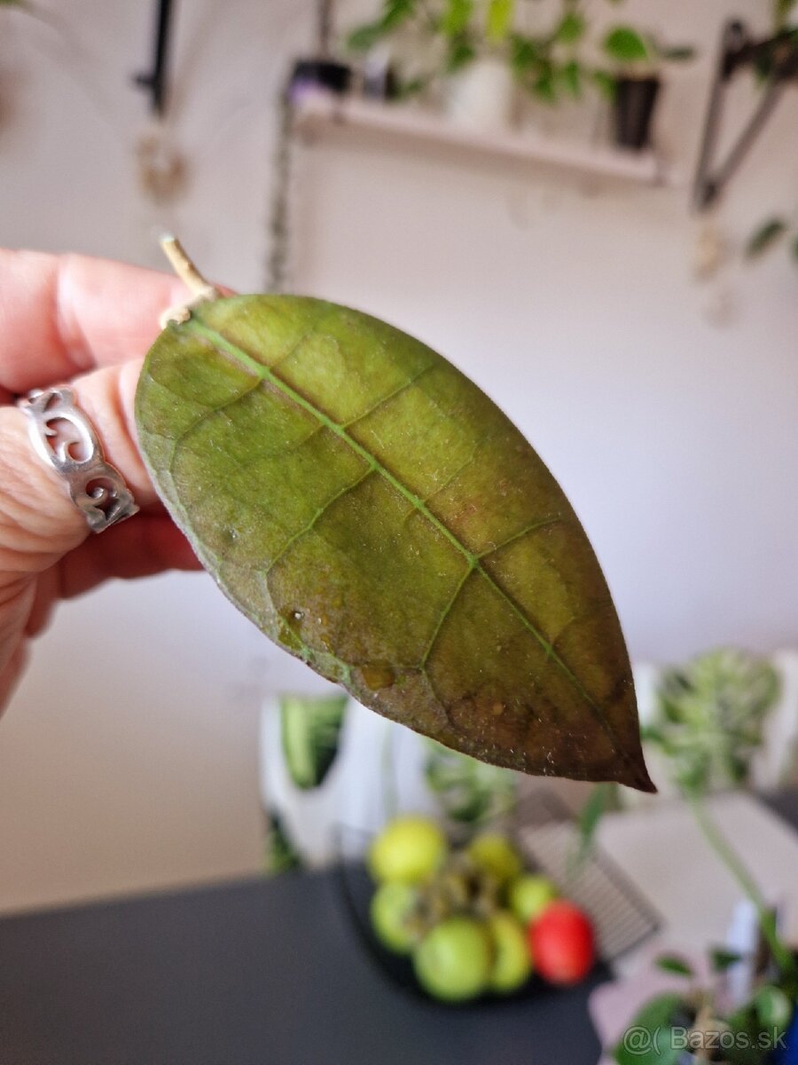 Hoya aff lambii red - 4