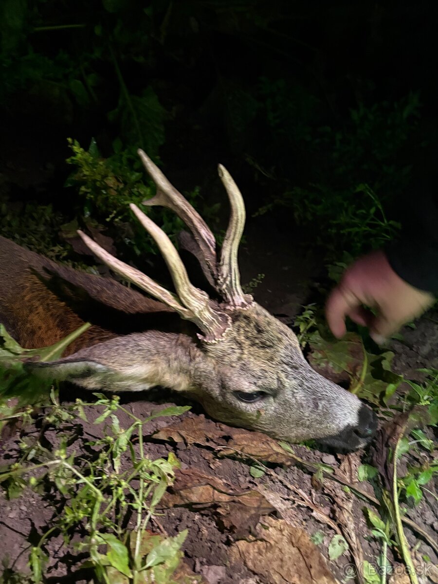 Amazonik čierotemenny - 4