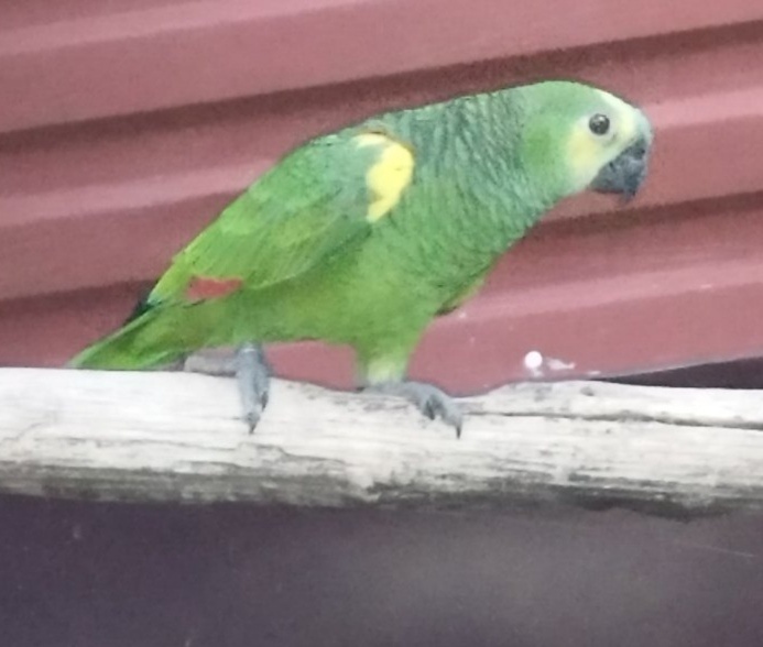 Amazoňan modročelý - 4