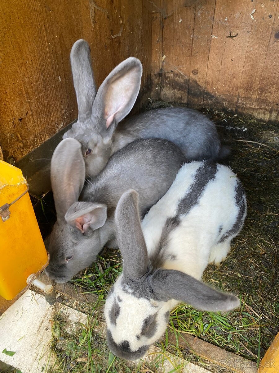 Predám zajacov - 4