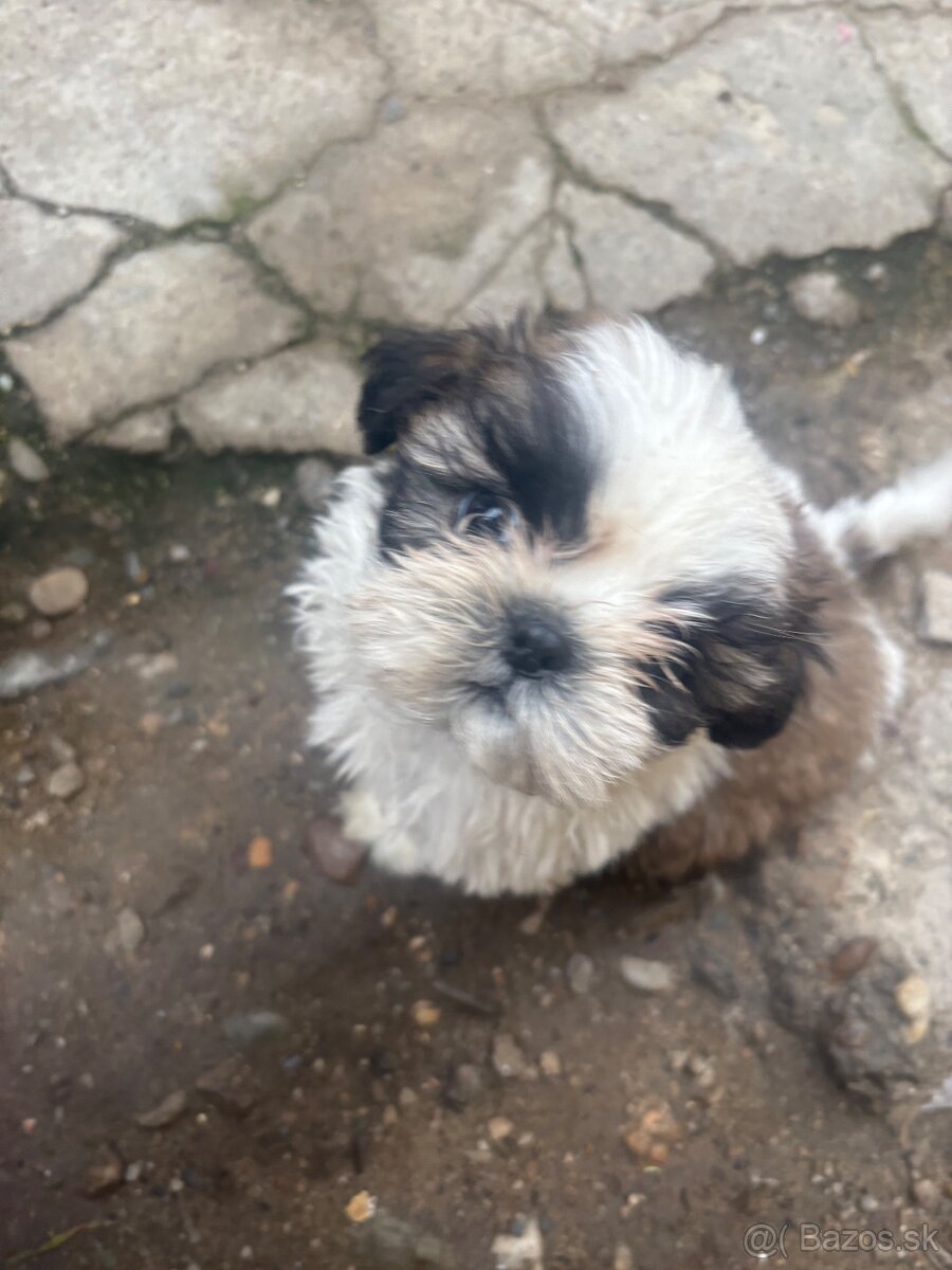 Krasne steniatko shitzu❤️❤️ - 4