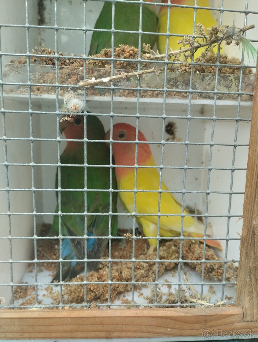 agapornis ružovohrdlý - 4