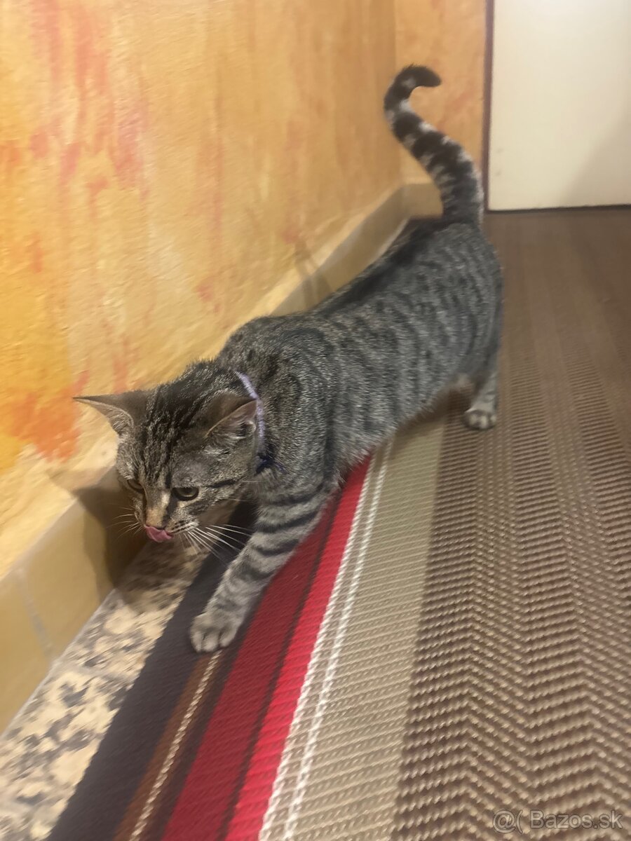 Darujem mačku - 4