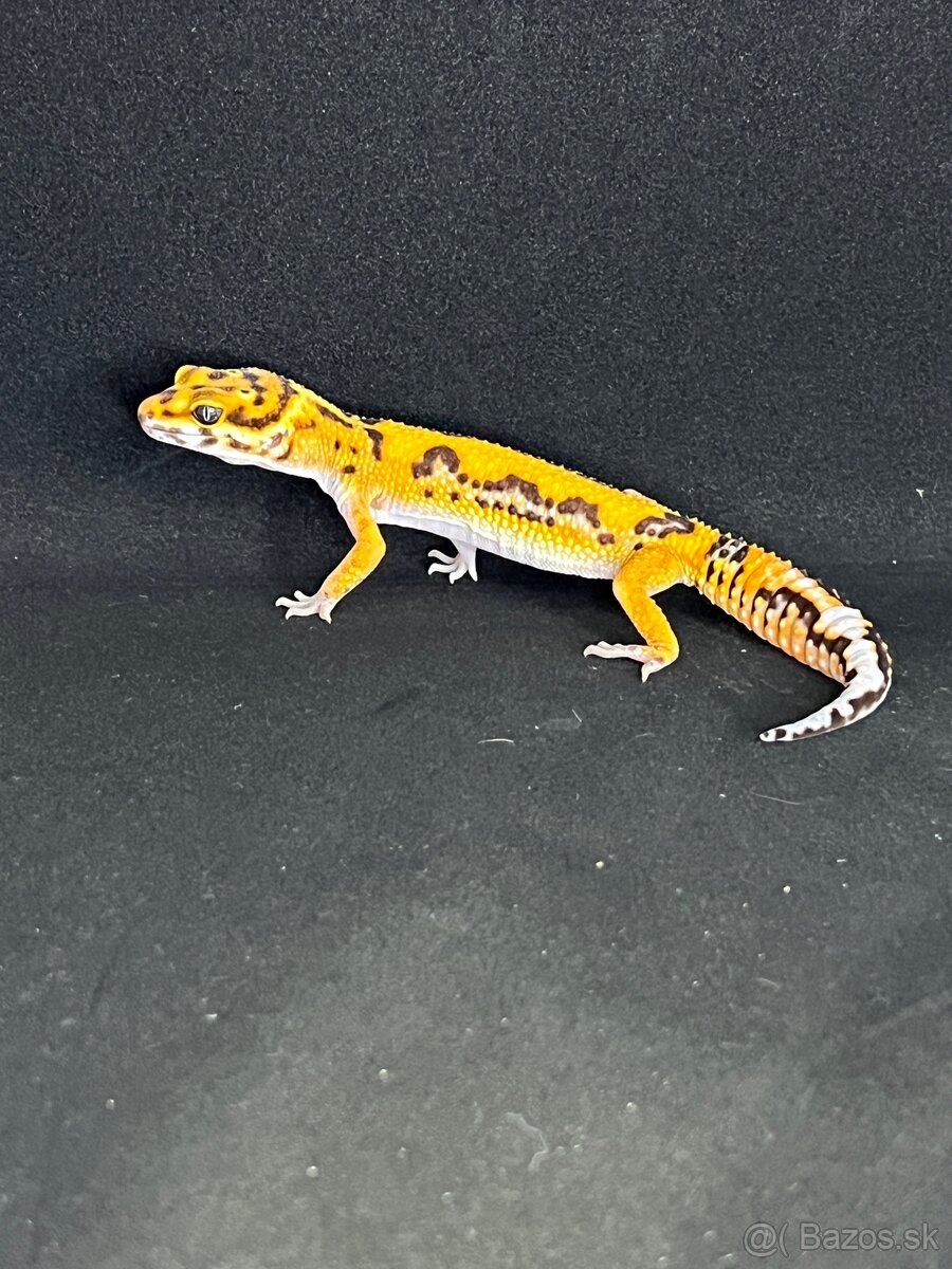 Gekončík nočný - 4