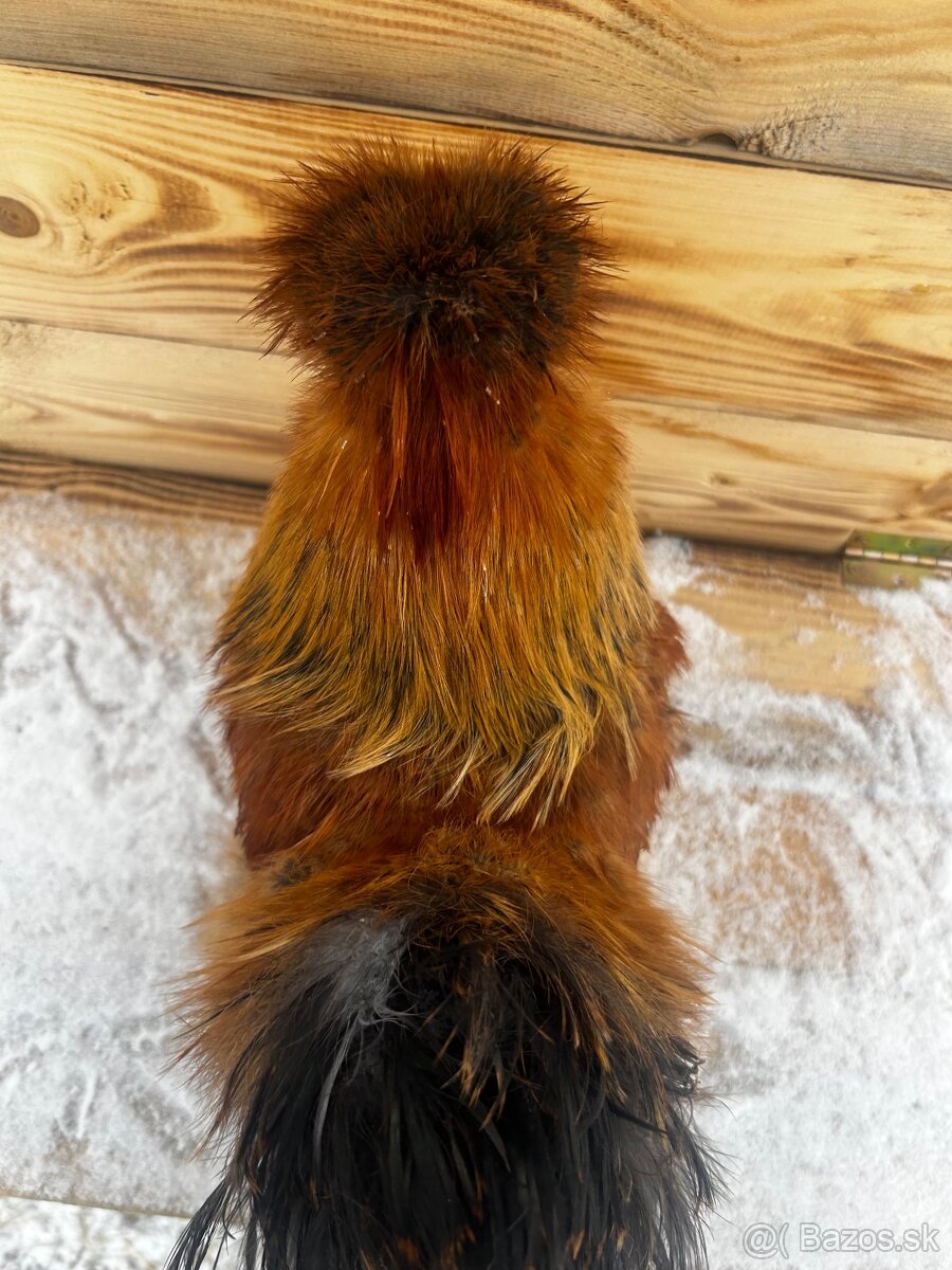 Kohút hodvabničky (Silkie) - 4