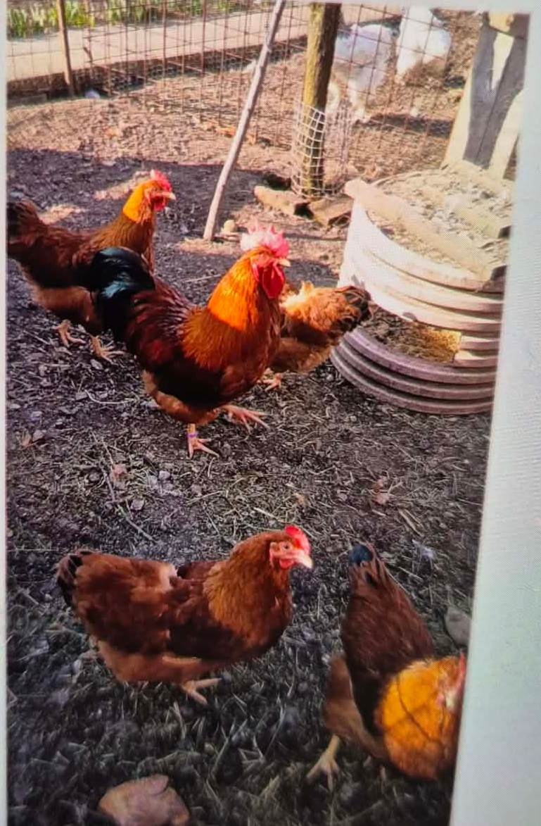 Násadové vajíčka - 4