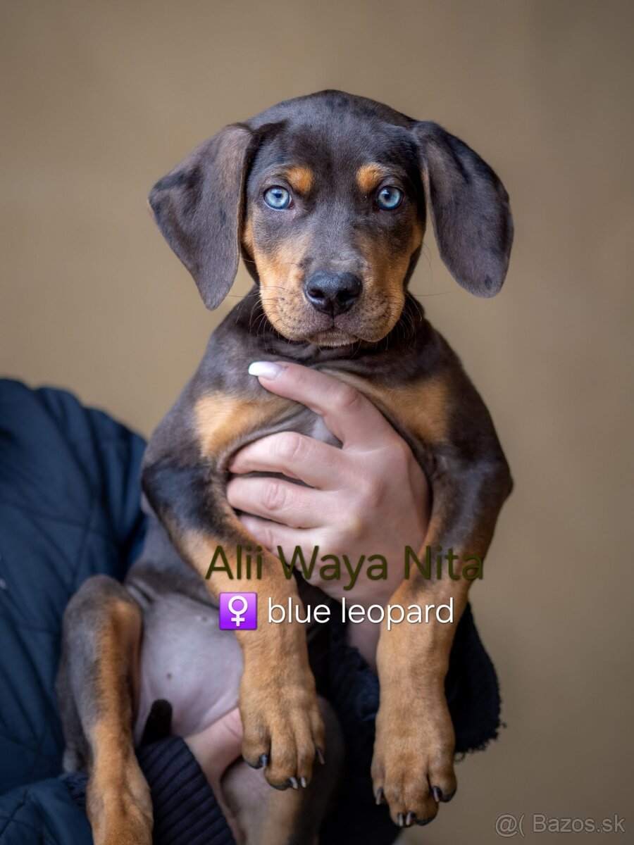 Louisiansky leopardí pes – šteniatka s PP - 4