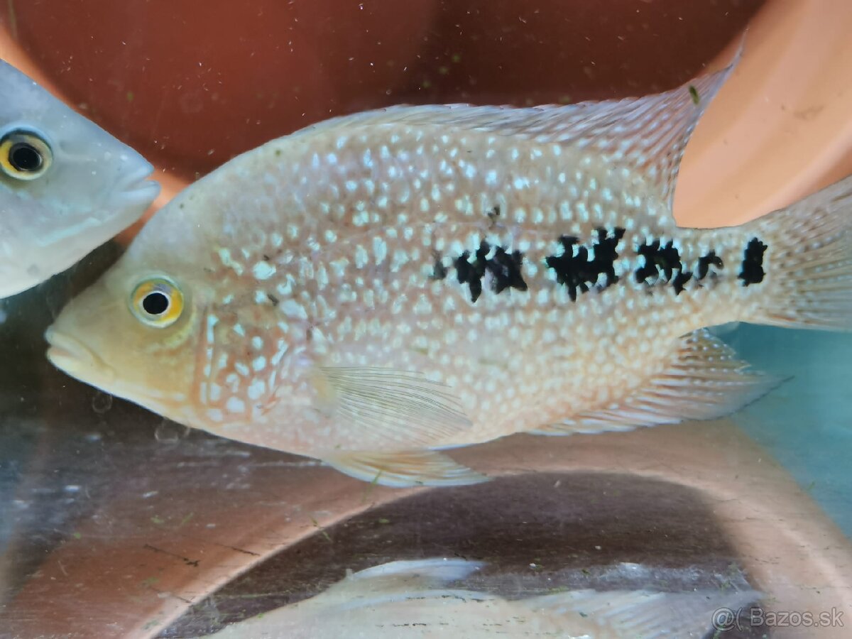 Super Red Texas 🔥 - 4