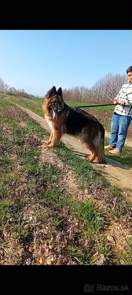 Nemeckého ovčiaka.” - 4