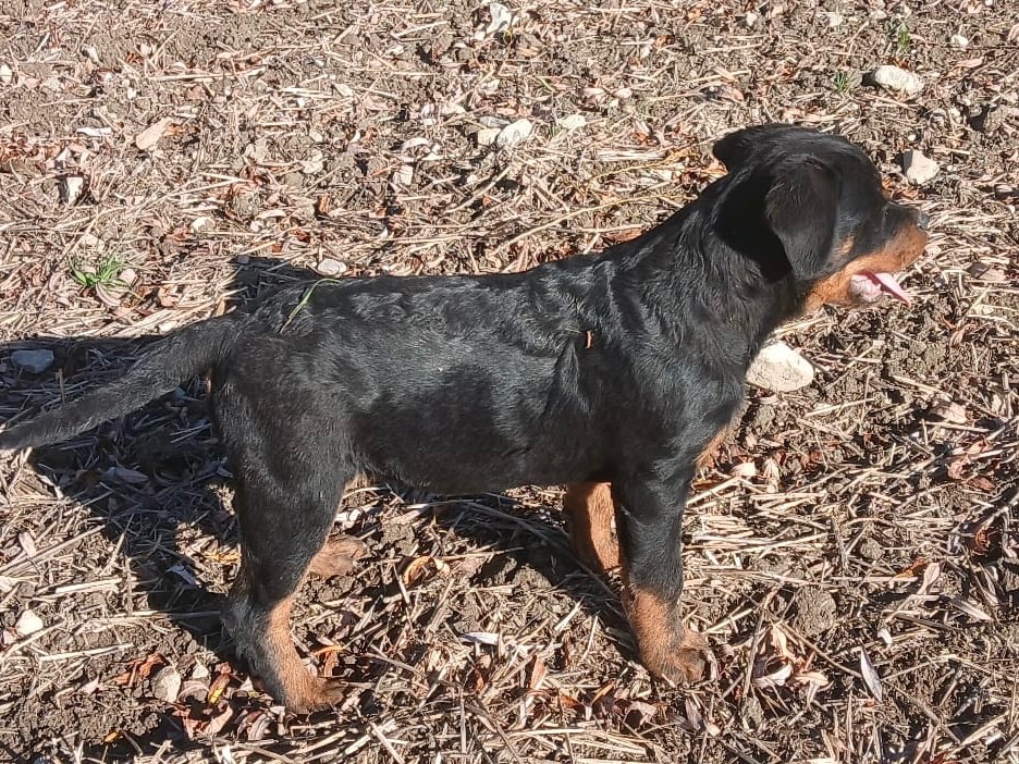 Rottweiler, rotvajler, rtw - 4